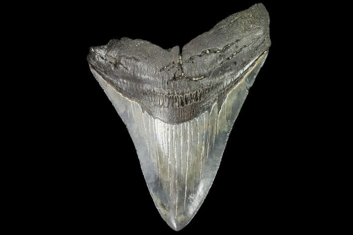 Serrated, Fossil Megalodon Tooth - Georgia #109332